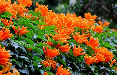 爬墙花怎么种，爬墙花有哪些？