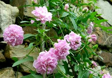 爬墙花怎么种，爬墙花有哪些？