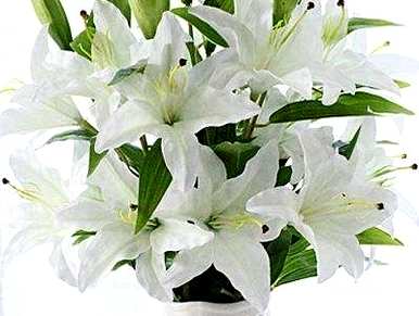 百合花几个月开花，百合花几个月开花