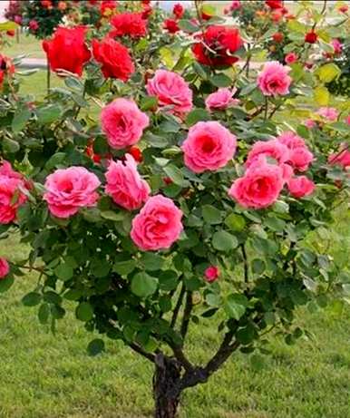 黄花月季花代表什么？月季花代表什么意思？