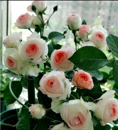 黄花月季花代表什么？月季花代表什么意思？