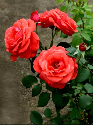 黄花月季花代表什么？月季花代表什么意思？