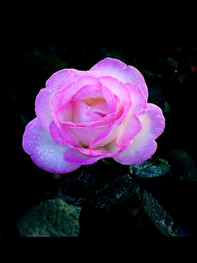 黄花月季花代表什么？月季花代表什么意思？