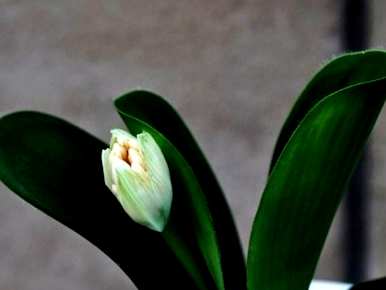 如何培育虎耳兰花，如何培育虎耳兰开花？