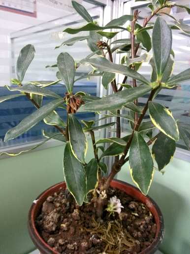 金边瑞香夏天怎么养？金边瑞香夏天掉光的叶子还能活吗？