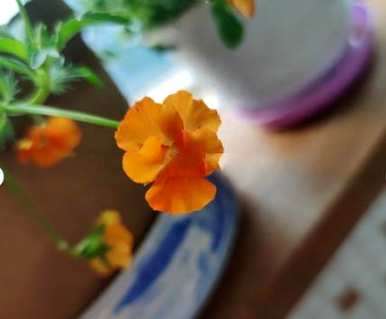 三色堇花语唯美句子图片，三色堇花语是什么？