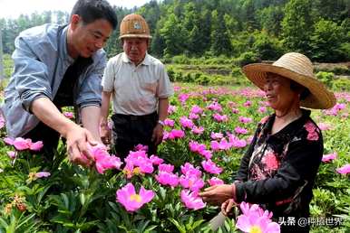 牡丹花的开放特点是什么？牡丹花的开放特点是什么？