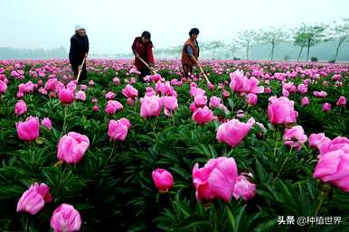 牡丹花的开放特点是什么？牡丹花的开放特点是什么？