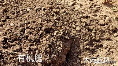 陈年紫苏种子还能种吗？紫苏种子怎么种？