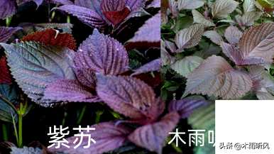 陈年紫苏种子还能种吗？紫苏种子怎么种？