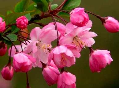 八棱海棠树开花长叶，海棠树什么季节开花