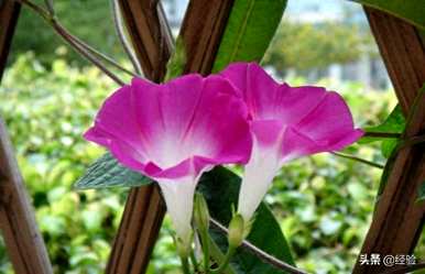 牵牛花八月份还能种吗？爬藤牵牛花一盆种几株？