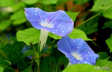 牵牛花八月份还能种吗？爬藤牵牛花一盆种几株？
