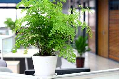 什么花特别适合家里养，什么花适合家里养？