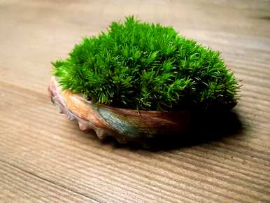 什么花特别适合家里养，什么花适合家里养？