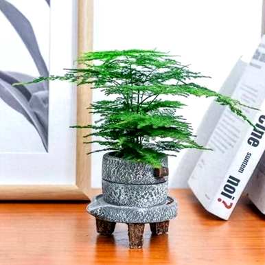 什么花特别适合家里养，什么花适合家里养？