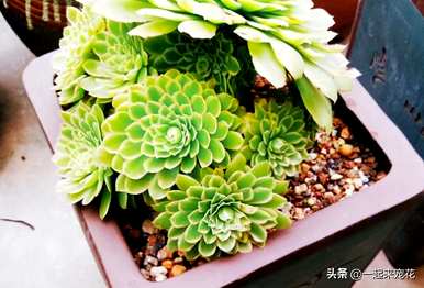 哪个品种的法师好看？养法师最好有三种品种