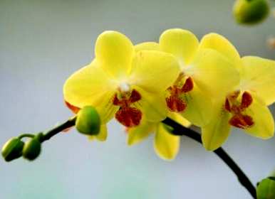 蝴蝶兰的花语是什么意思，蝴蝶兰的花语是什么？