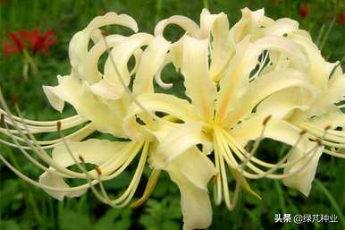彼岸花什么时候开花，彼岸花什么时候开花