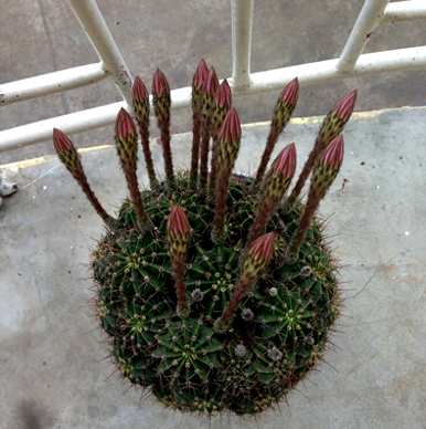 如何养仙人球花？