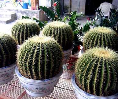 如何养仙人球花？