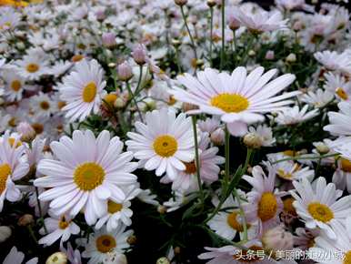 如何养玛格丽特花？