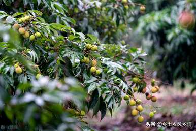 荔枝树适合在哪里种植