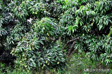 荔枝树适合在哪里种植