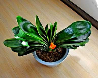 夏天怎么养君子兰？