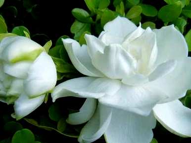 栀子花如何养护和浇水？