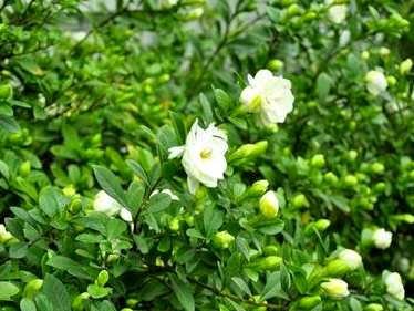 栀子花如何养护和浇水？