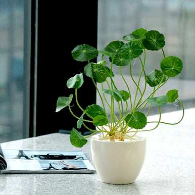 铜钱草怎么养比较茂盛，铜钱草怎么养比较茂盛抖音