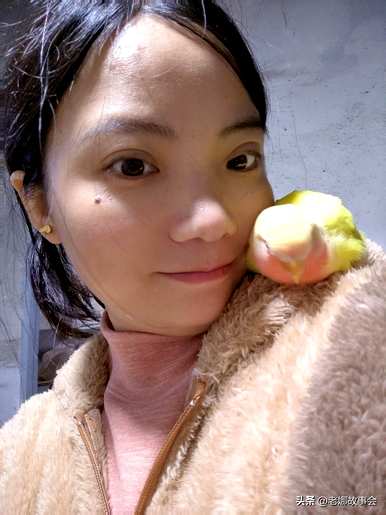 牡丹鹦鹉吃什么滋养丸，牡丹鹦鹉吃什么
