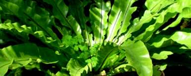 如何饲养波斯顿蕨类植物？冬天波斯顿蕨类植物的黄叶