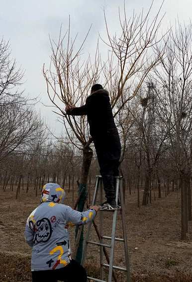 黄金槐的繁殖方法和栽培技术，黄金槐的种植前景如何？