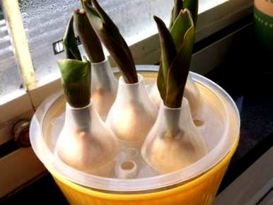 如何种植水培郁金香球，如何种植水培郁金香球