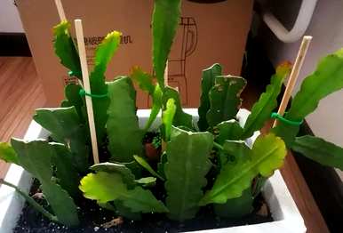 如何培育令箭荷花开花，如何使令箭荷花早开花？