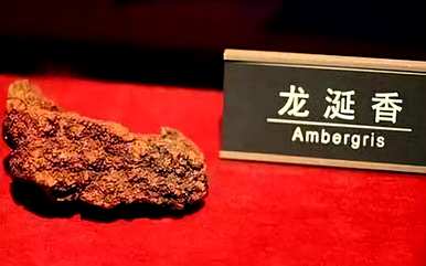 海底动物的特点是什么，海底最深的动物是什么？