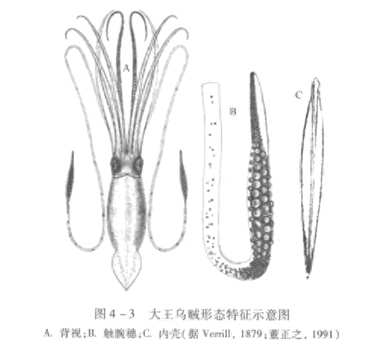 海底动物的特点是什么，海底最深的动物是什么？