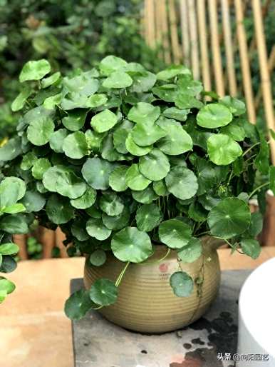 哪些水培植物耐寒易养，哪些水培植物更容易养？