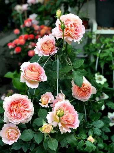 伊芙月季花品种齐全，月季花品种介绍齐全