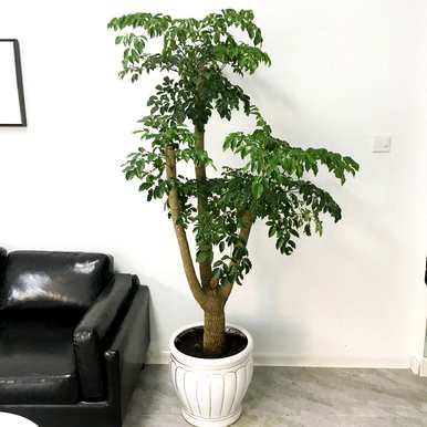如何养护和浇水幸福树，如何养护和浇水幸福树