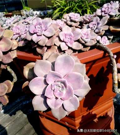 小型多肉植物品种齐全，盆景多肉植物品种齐全
