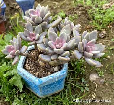小型多肉植物品种齐全，盆景多肉植物品种齐全