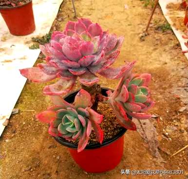 小型多肉植物品种齐全，盆景多肉植物品种齐全