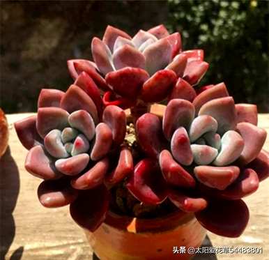 小型多肉植物品种齐全，盆景多肉植物品种齐全