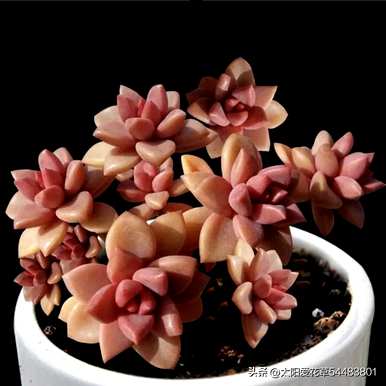 小型多肉植物品种齐全，盆景多肉植物品种齐全