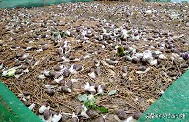 如何养殖白玉蜗牛，如何养殖白玉蜗牛