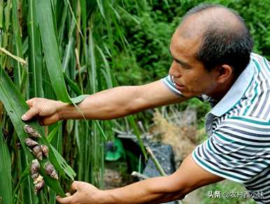 如何养殖白玉蜗牛，如何养殖白玉蜗牛