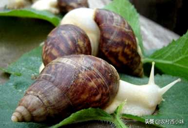 如何养殖白玉蜗牛，如何养殖白玉蜗牛
